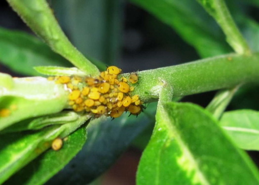 Aphids