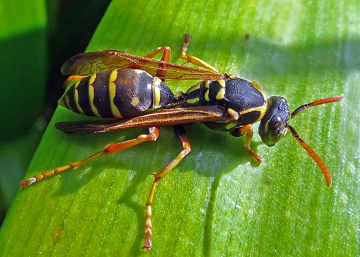 Paper Wasp