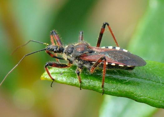 Assassin Bug