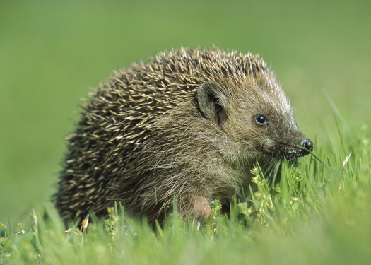 Hedgehog