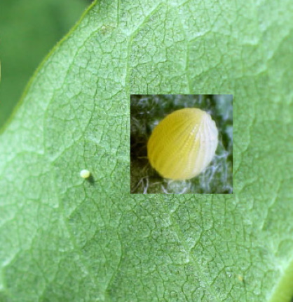 Monarch egg