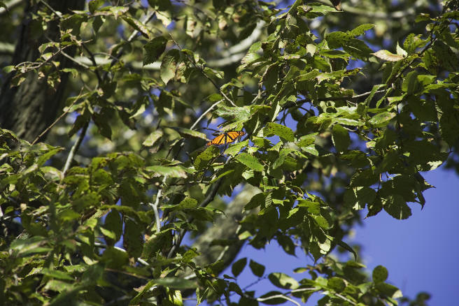 The butterfly is now ready for its second flight. This one will be a long one, taking him to the top of a nearby tree