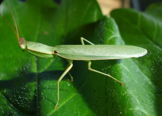 Praying Mantis