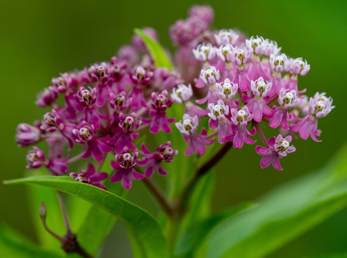 Swamp Milkweed