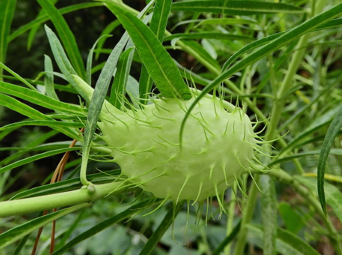 Swan Plant