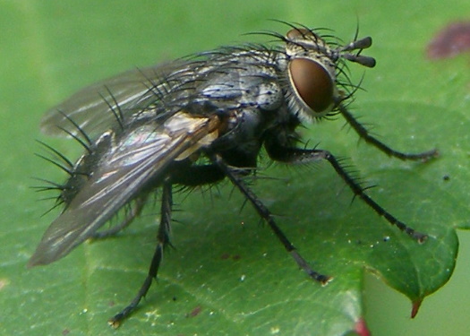 Tachinid Fly