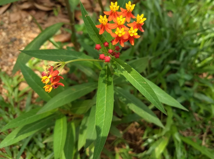 Tropical Milkweed