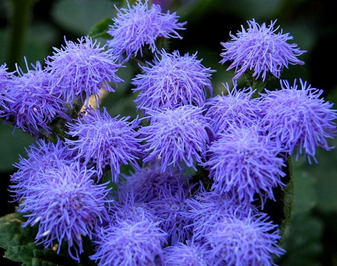 Ageratum