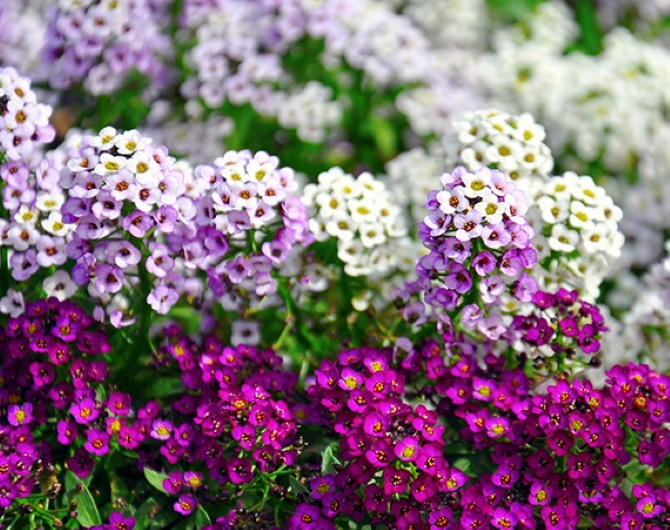 Alyssum