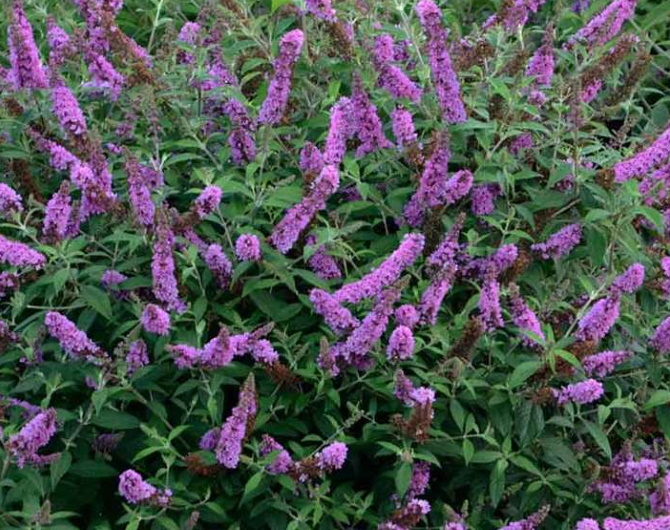 Buddleia