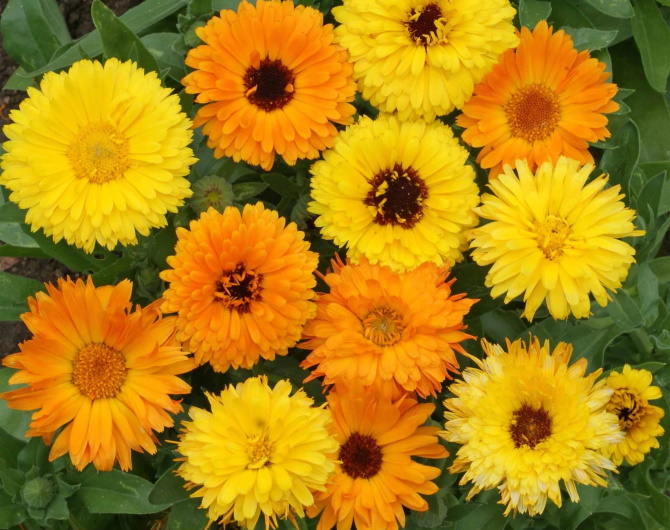 Calendula