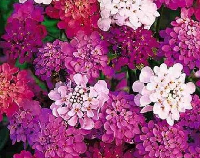 Candytuft