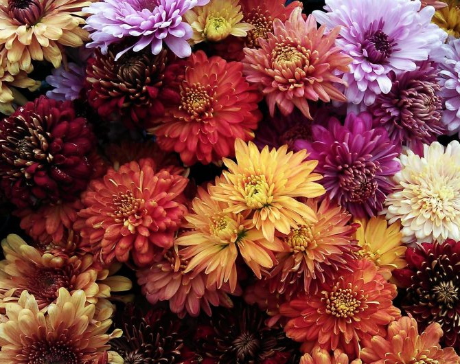 Chrysanthemum