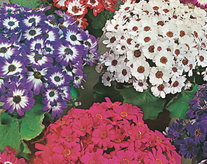 Cineraria