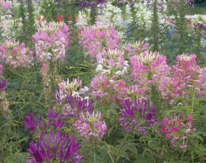 Cleome