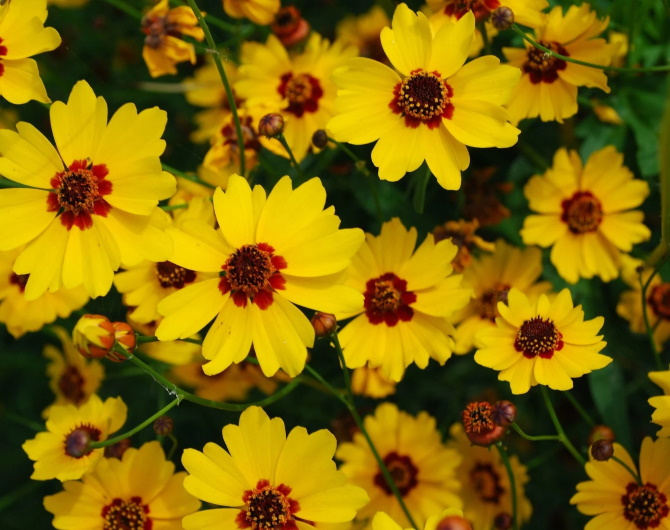 Coreopsis