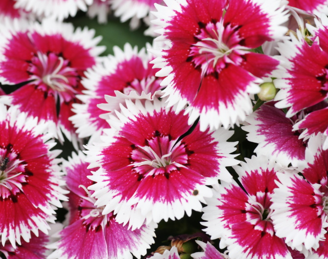 Dianthus