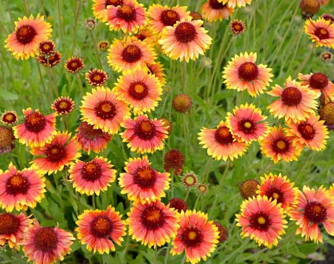 Gaillardia