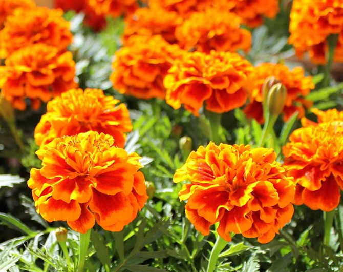 Marigold