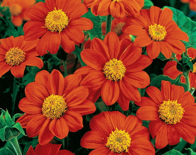 Mexican Sunflower