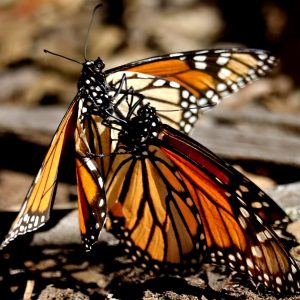 Monarchs Mating