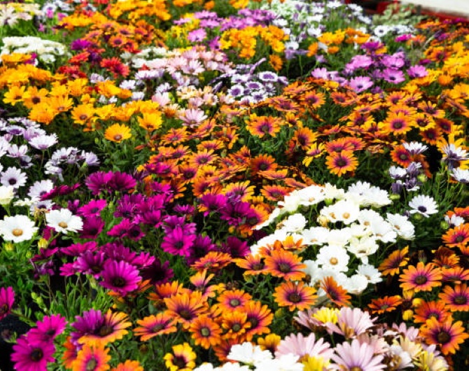 Osteospermum