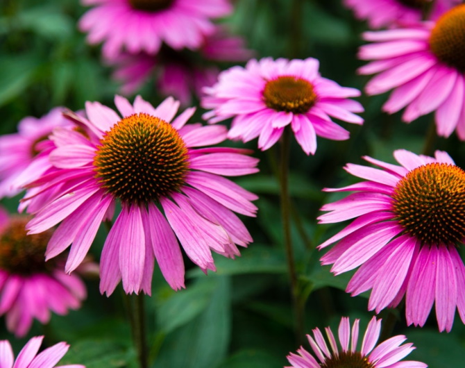 Purple Coneflower