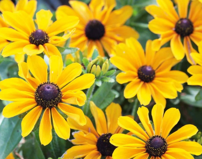 Rudbeckia