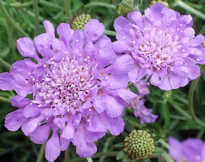 Scabiosa