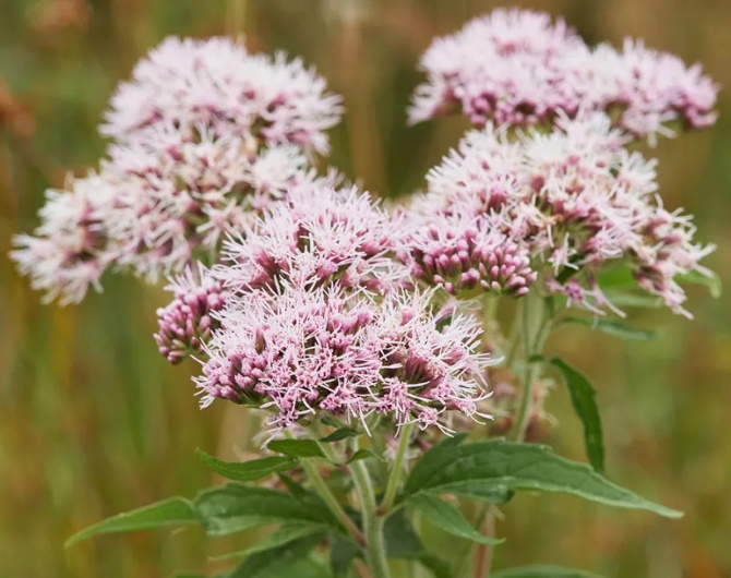 Valerian