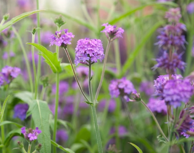 Verbena